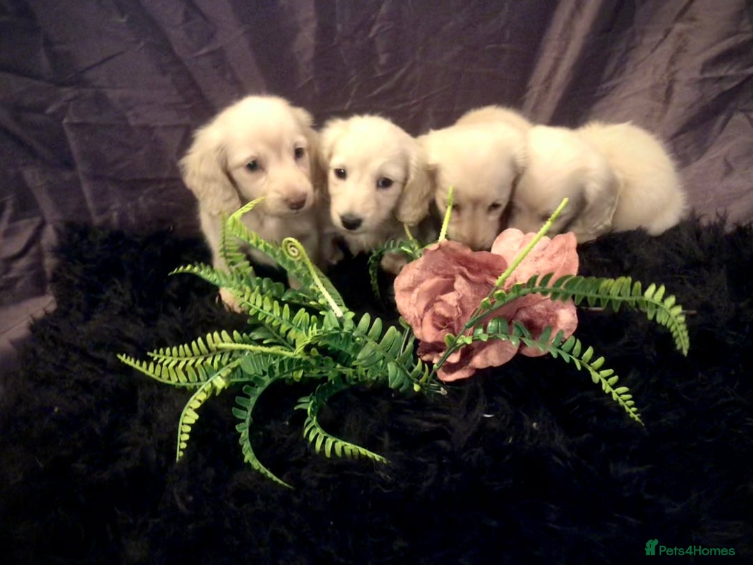 Miniature Dachshund dogs for sale: English Cream miniature dachshund  - Advert 29