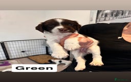 English Springer Spaniel dogs for sale: 2 GIRLS LEFT - English Springer Spaniel Puppies - Image 15
