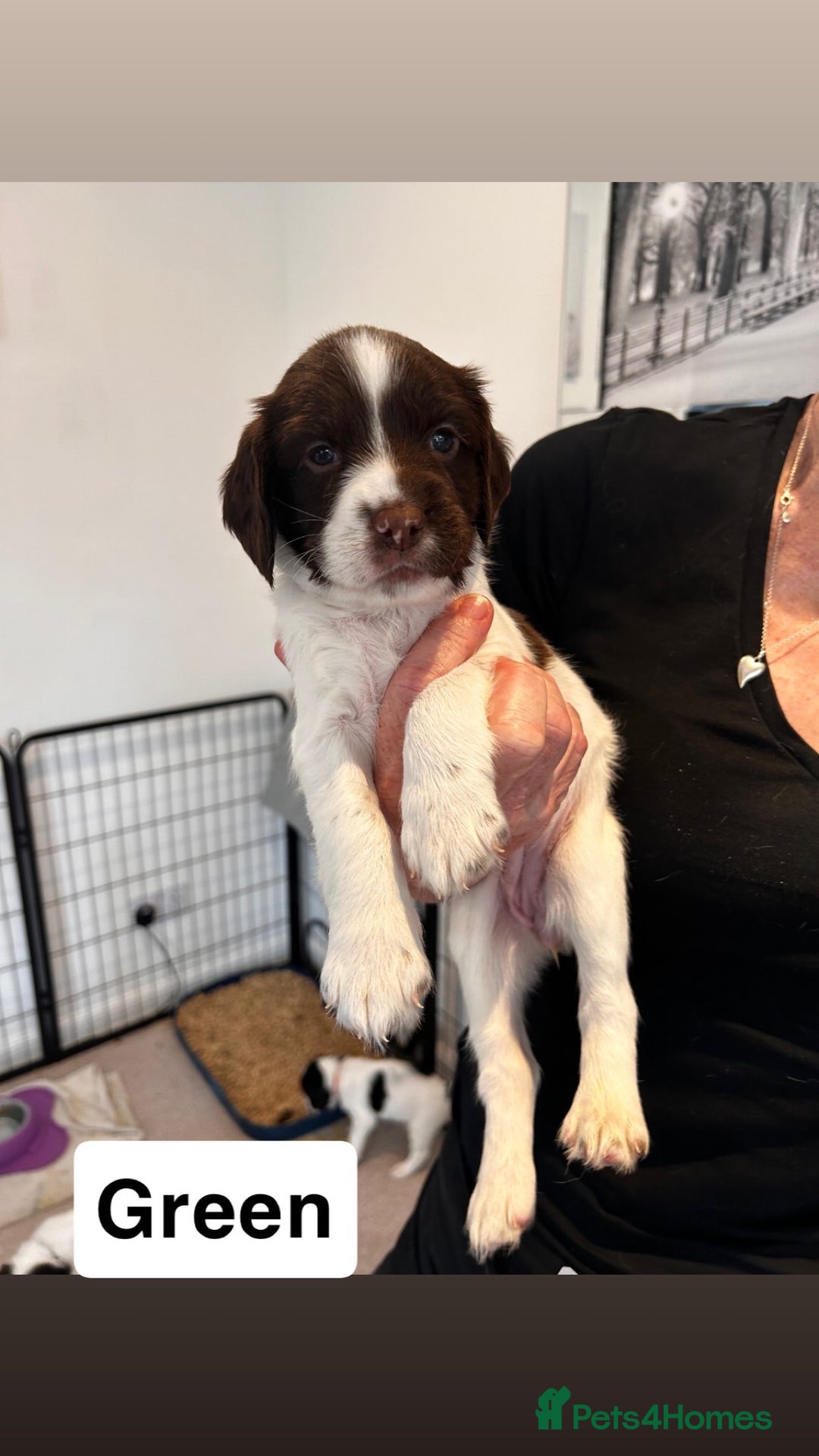 English Springer Spaniel dogs for sale: 2 GIRLS LEFT - English Springer Spaniel Puppies - Image 15