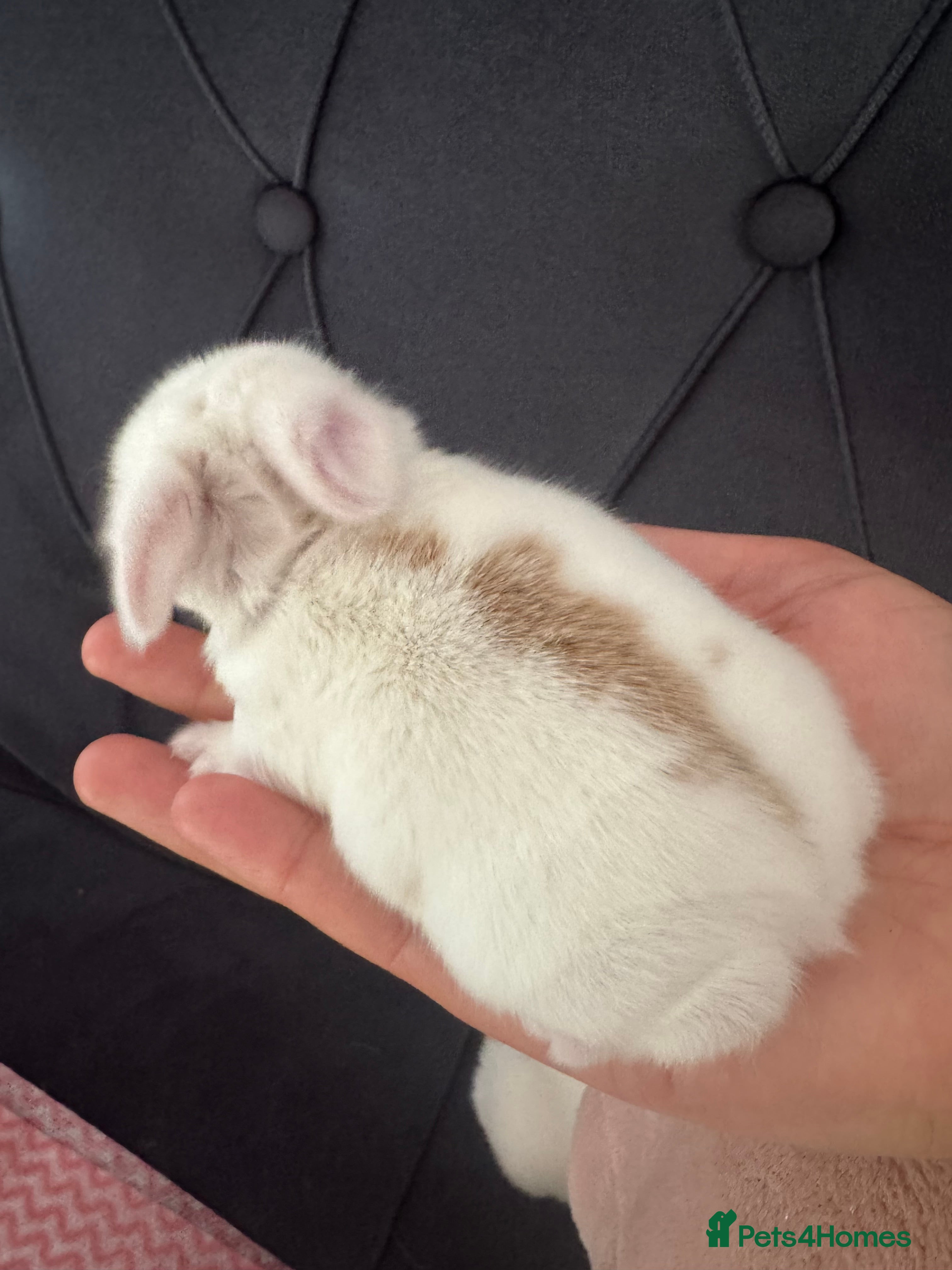 Mini Lop rabbits Baby mini lops  - Advert 18