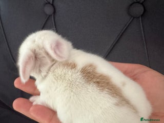 Mini Lop rabbits Baby mini lops - Advert 18