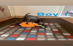 Staffordshire Bull Terrier dogs for sale: RARE BLUE MERLE STAFFORDSHIRE BULL TERRIER PUPPIES - Image 10