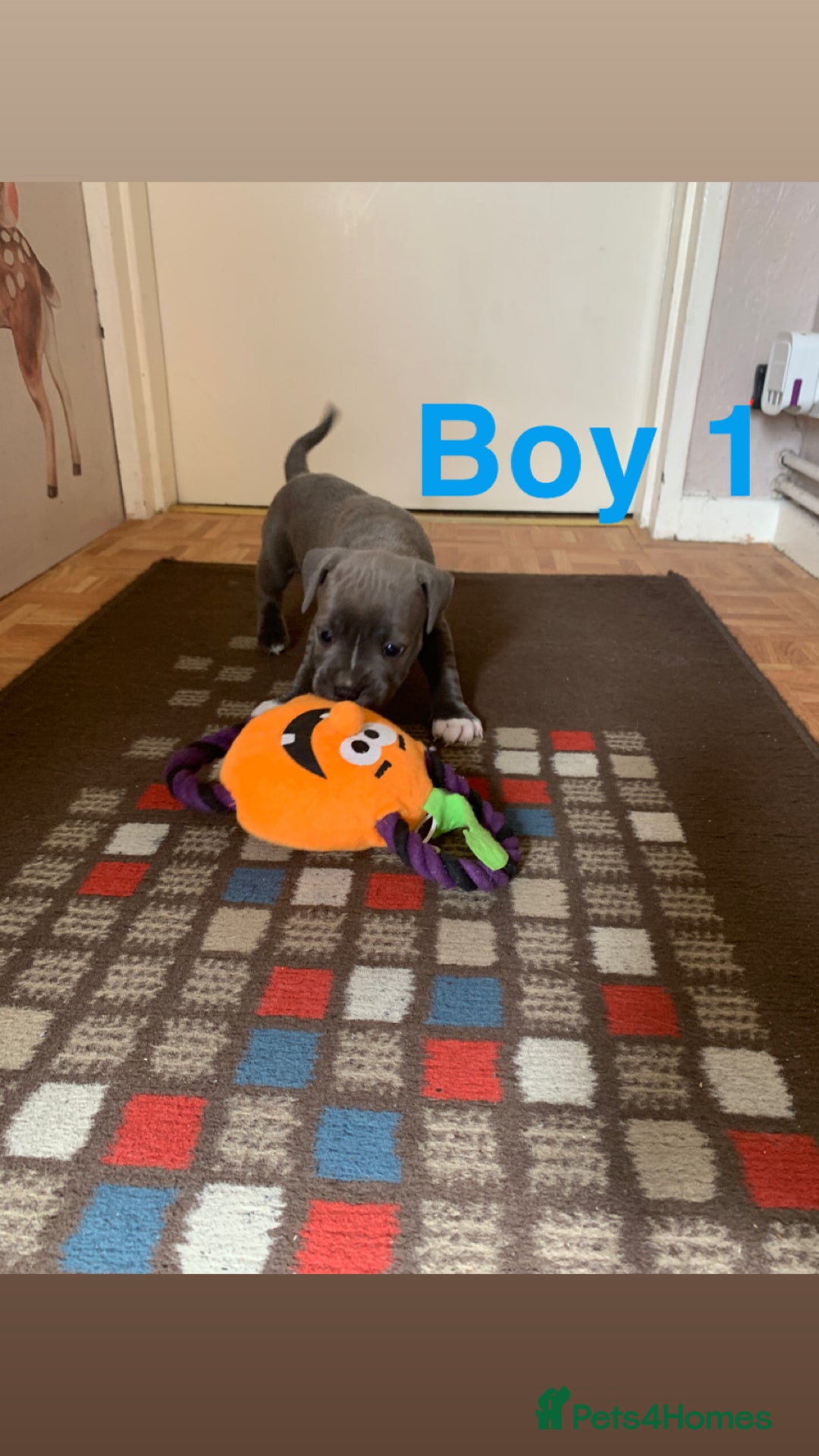 Staffordshire Bull Terrier dogs for sale: RARE BLUE MERLE STAFFORDSHIRE BULL TERRIER PUPPIES - Image 10