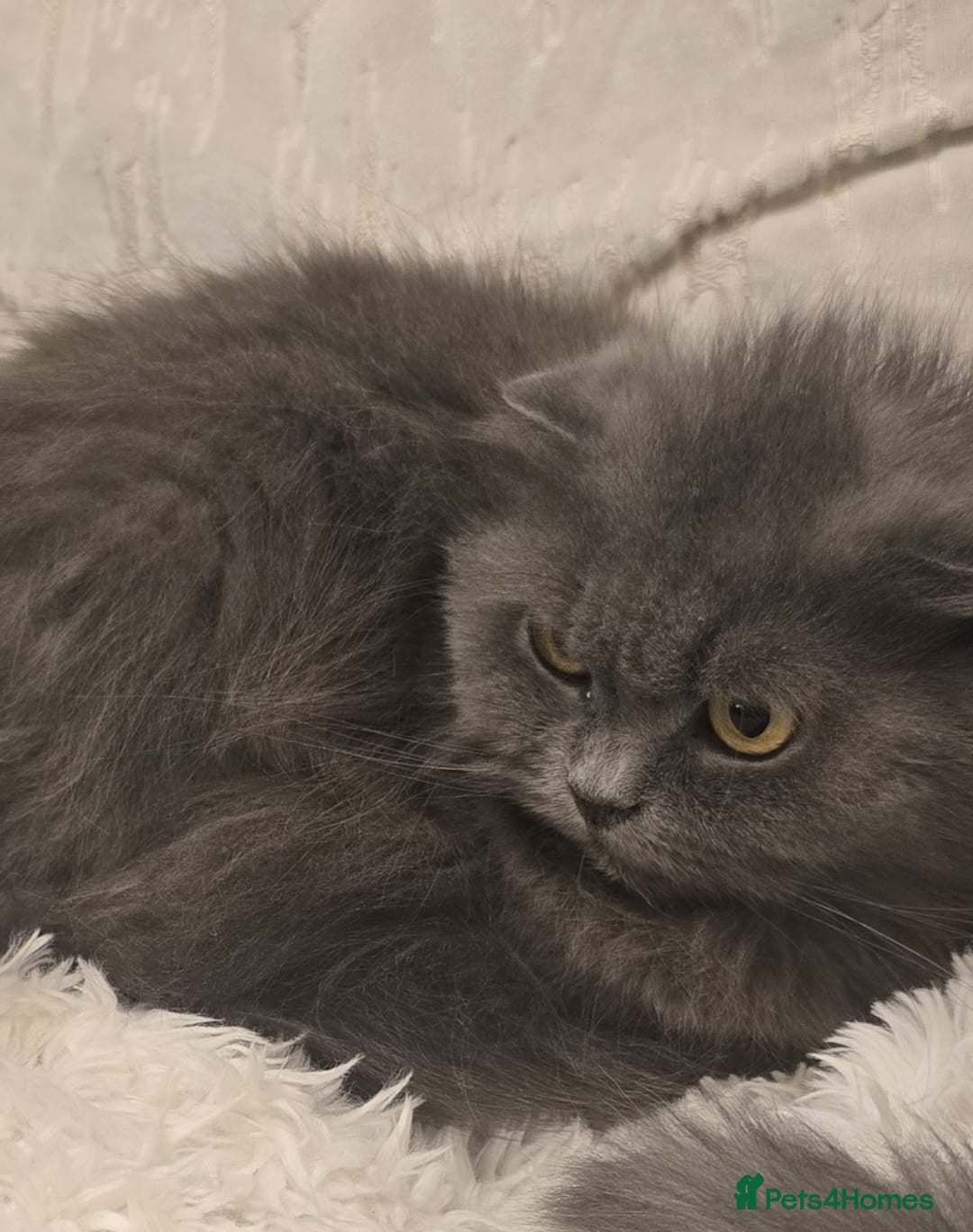 Scottish Fold cats Scottish fold kittens for sale 4 wks old - Advert 1