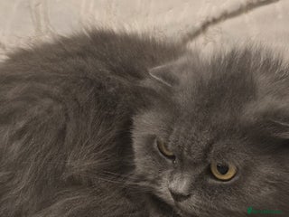 Scottish Fold cats Scottish fold kittens for sale 4 wks old - Advert 1