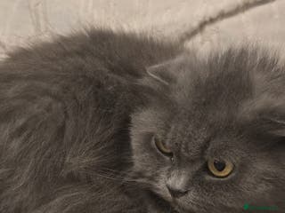 Scottish Fold cats Scottish fold kittens for sale 4 wks old - Advert 5