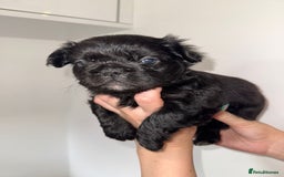 French Bulldog dogs for sale: Fluffy french bulldogs puppies - Image 4