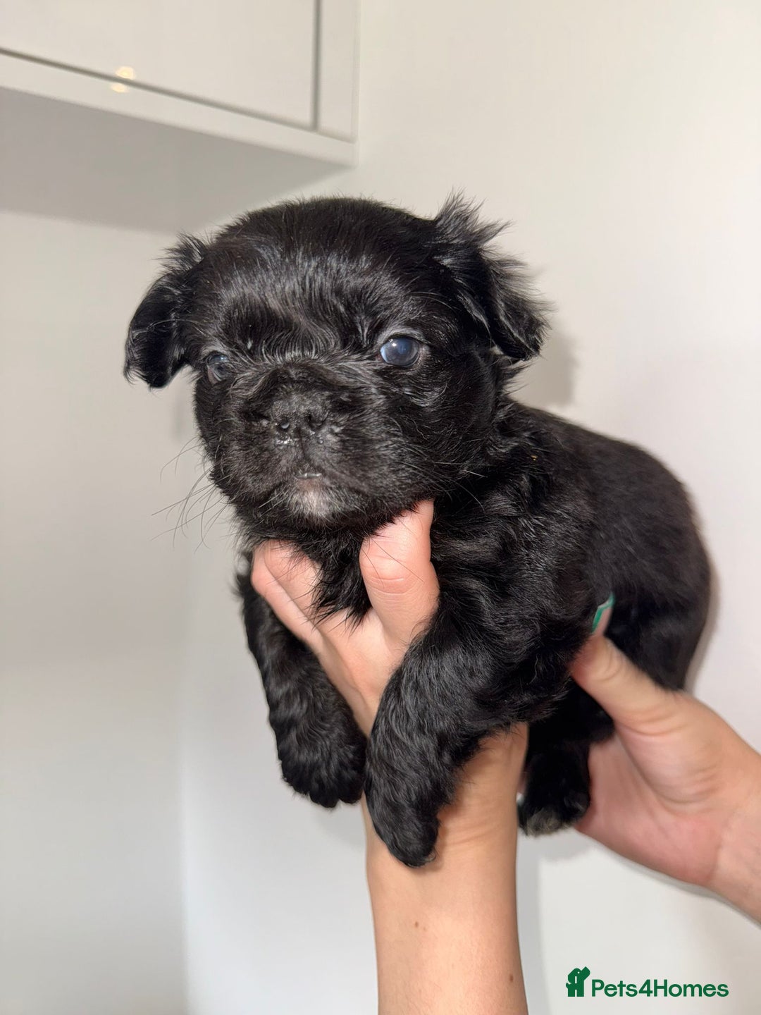 French Bulldog dogs for sale: Fluffy french bulldogs puppies - Image 4
