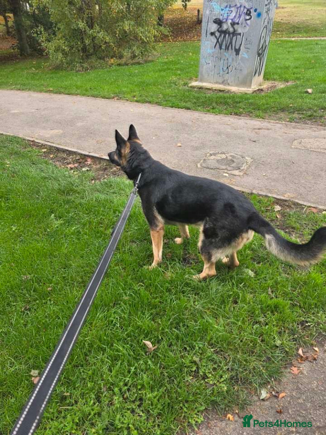 German Shepherd dogs for sale: KC Registered Loving German Shepard  - Advert 7