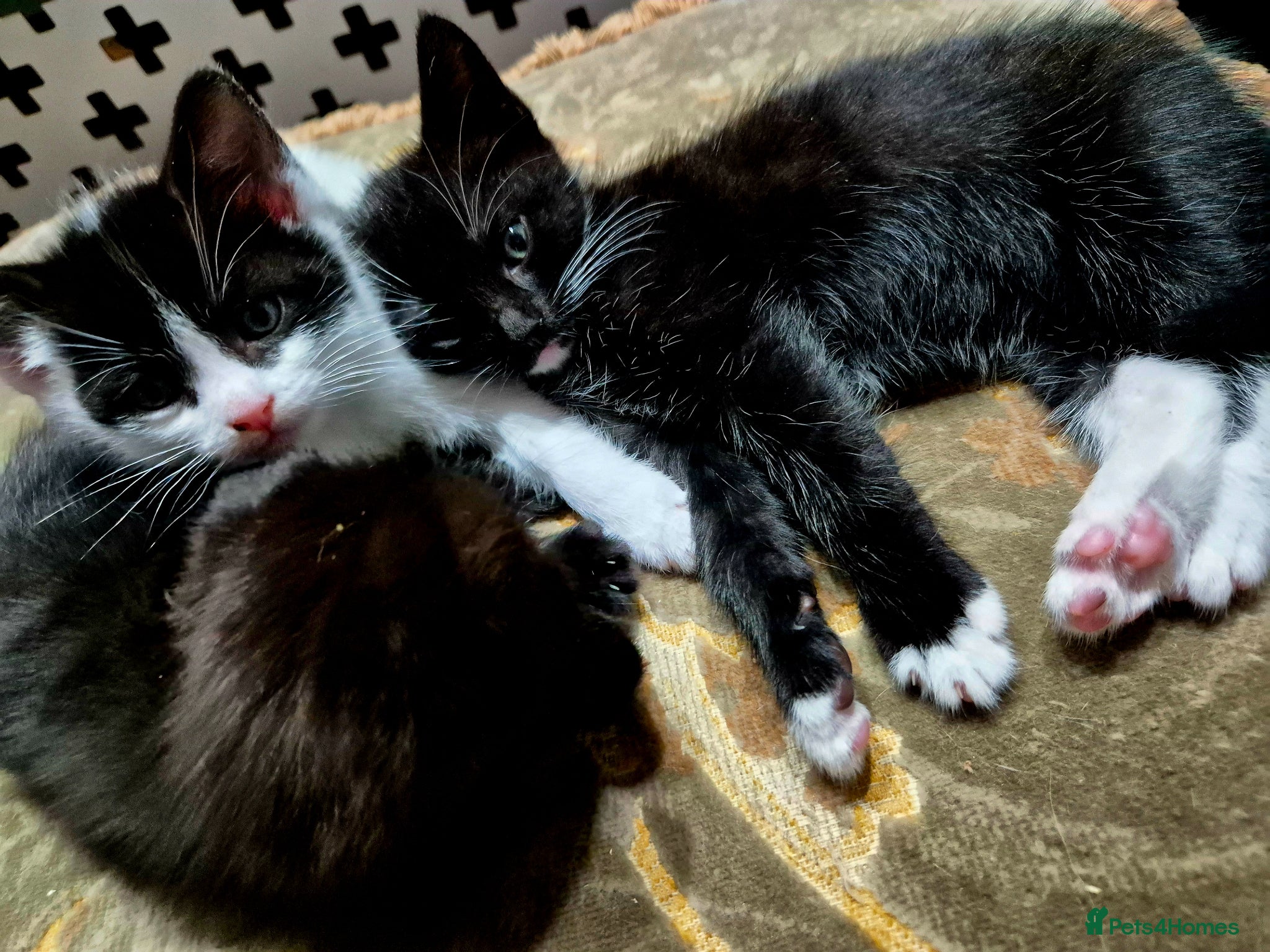 Mixed Breed cats Cute little kittens 😻😻😻 - Advert 22