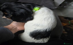 Cocker Spaniel dogs for sale: Last female Pedigree working cocker puppy - Image 2