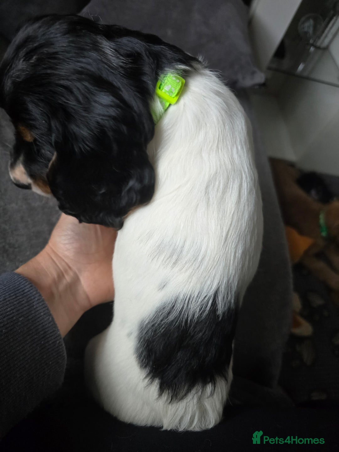 Cocker Spaniel dogs for sale: Last female Pedigree working cocker puppy - Image 2