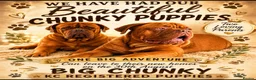 Dogue De Bordeaux dogs for sale: KC Registered Big Chucky Puppies - Advert 1