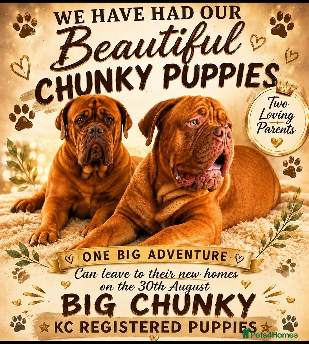 Dogue De Bordeaux dogs for sale: KC Registered Big Chucky Puppies - Advert 1