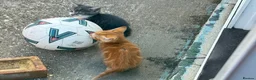 Mixed Breed cats for sale: 6 lovely kittens for sale - Advert 5