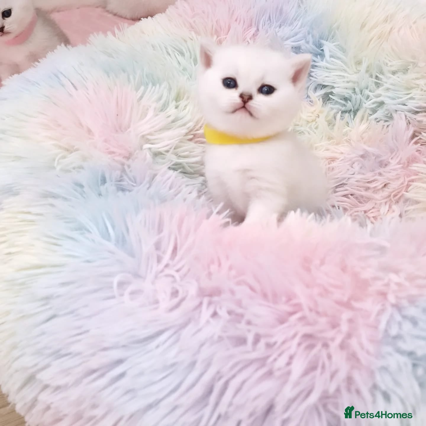 British Shorthair cats 🌟British Shorthair Silver Chinchilla🌟 - Advert 8