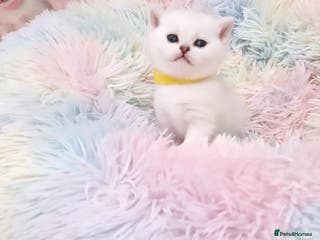 British Shorthair cats 🌟British Shorthair Silver Chinchilla🌟 - Advert 8