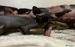 Sphynx cats for sale: Beautiful black female sphynx for sale  - Image 1
