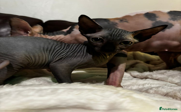 Sphynx cats - Advert 1