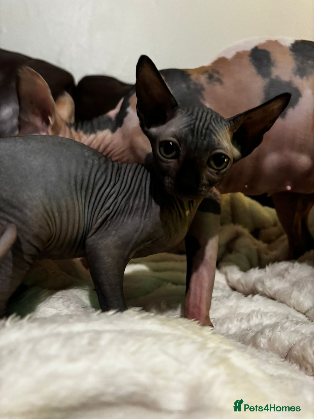 Sphynx cats for sale: Beautiful black female sphynx for sale  - Image 1