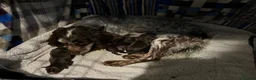 Cocker Spaniel dogs for sale: Cocker spaniel puppies  - Advert 10
