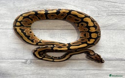 Python Snake reptiles for sale: Royal Pythons stunning morphs  - Image 5