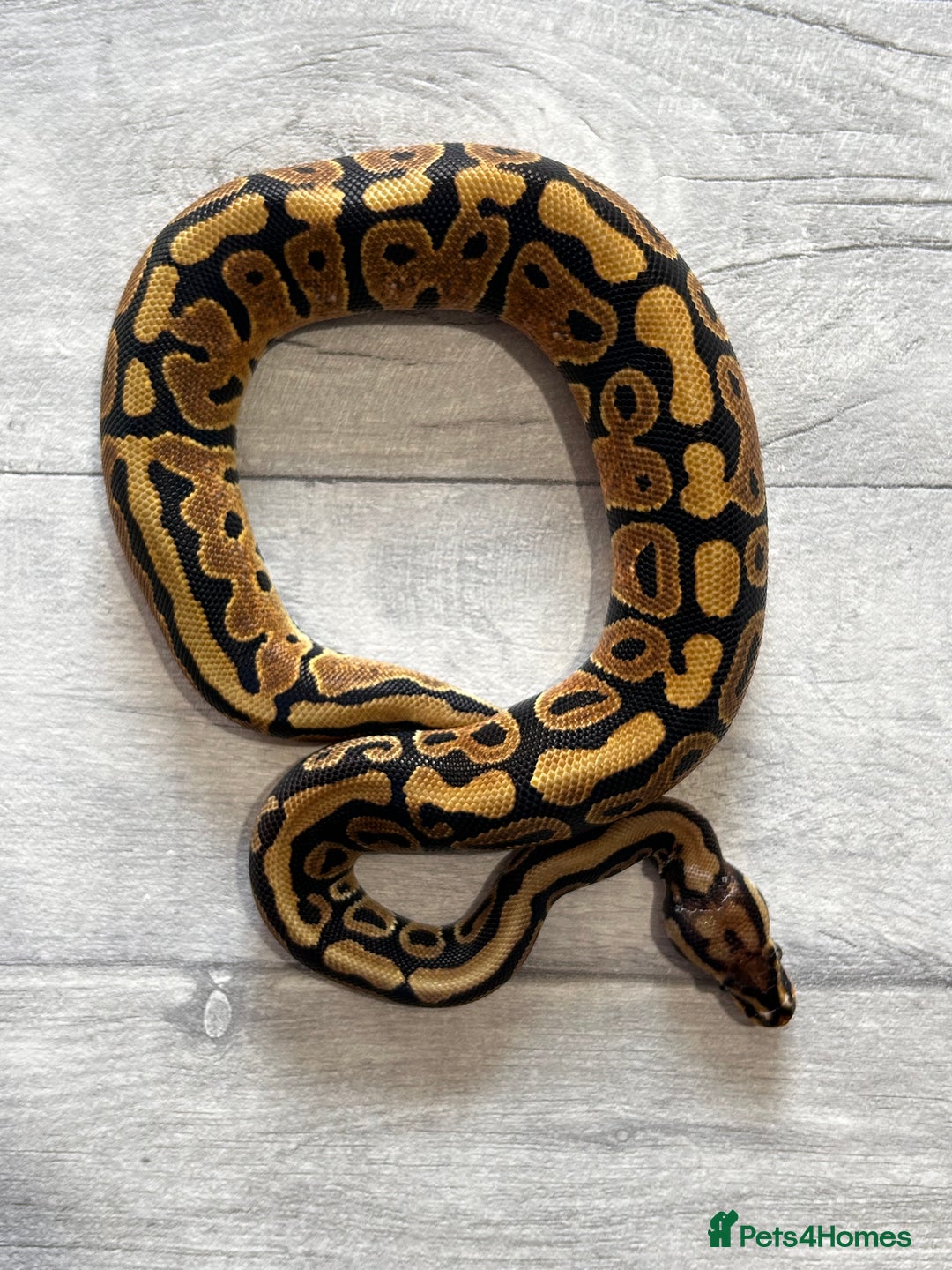 Python Snake reptiles for sale: Royal Pythons stunning morphs  - Image 5