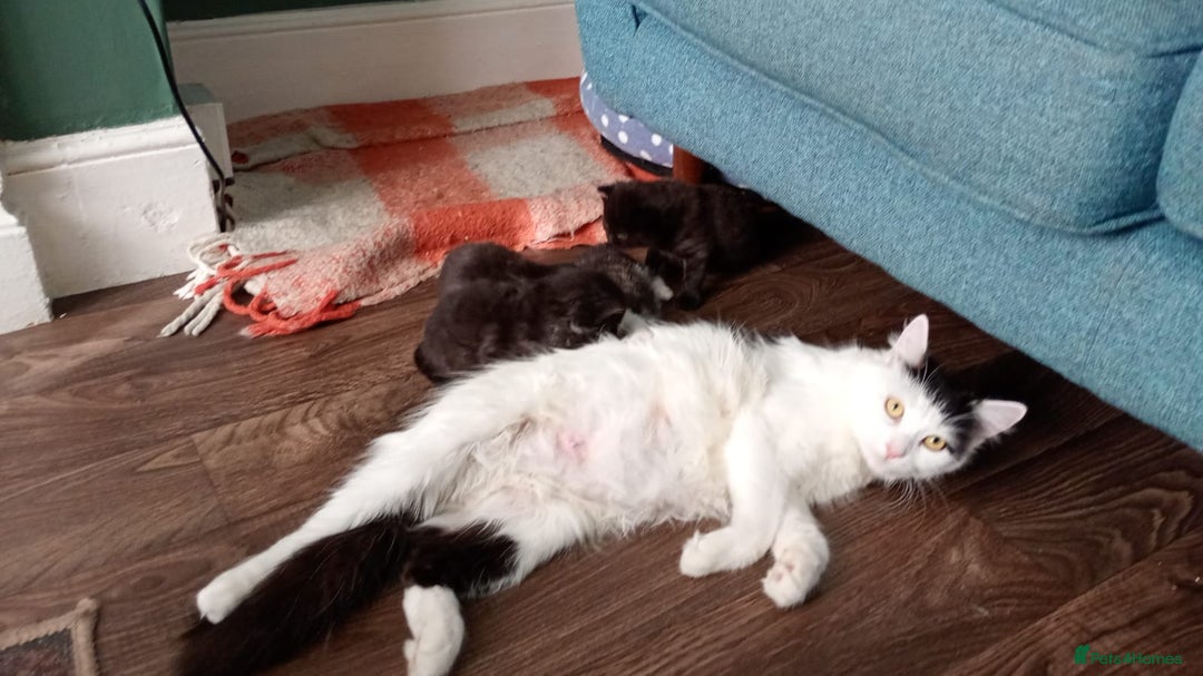 British Longhair cats for sale: 3 beautiful male kittens for sale - Image 5