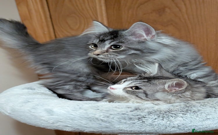 Maine Coon cats - Advert 4