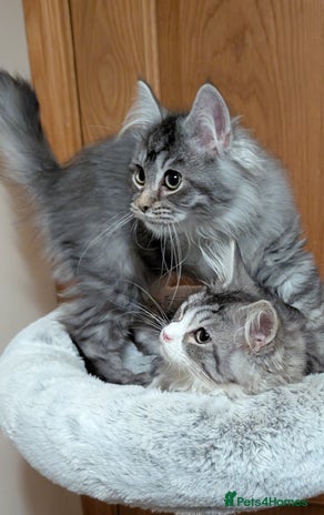 Maine Coon cats - Advert 4