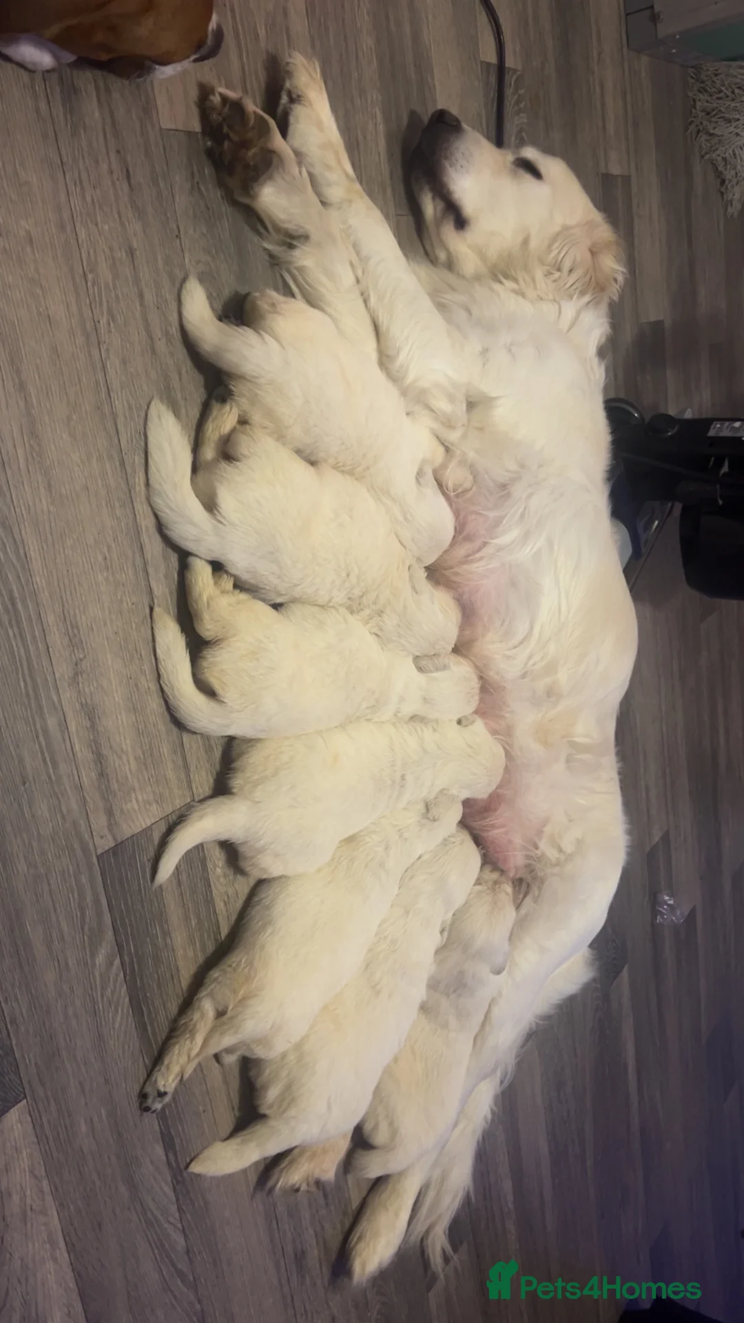 Golden Retriever dogs for sale: English cream golden retrievers - Advert 8