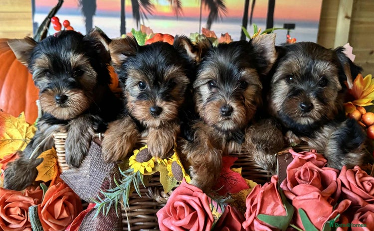 Yorkshire Terrier dogs Beautiful Pedigree Yorkshire Terrier puppies. - Advert 11
