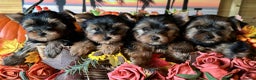 Yorkshire Terrier dogs for sale: Beautiful Pedigree Yorkshire Terrier puppies. - Advert 5
