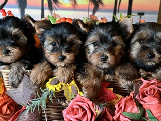 Yorkshire Terrier dogs Beautiful Pedigree Yorkshire Terrier puppies. - Advert 17