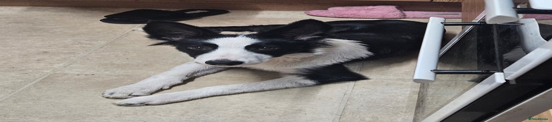 Border Collie Puppy 1