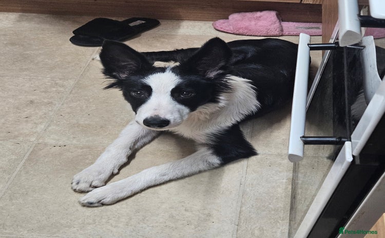 Border Collie dogs Male border collie 6 months old  - Advert 1