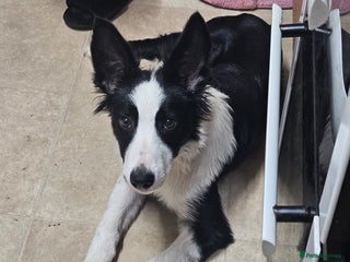 Border Collie dogs Male border collie 6 months old - Advert 3