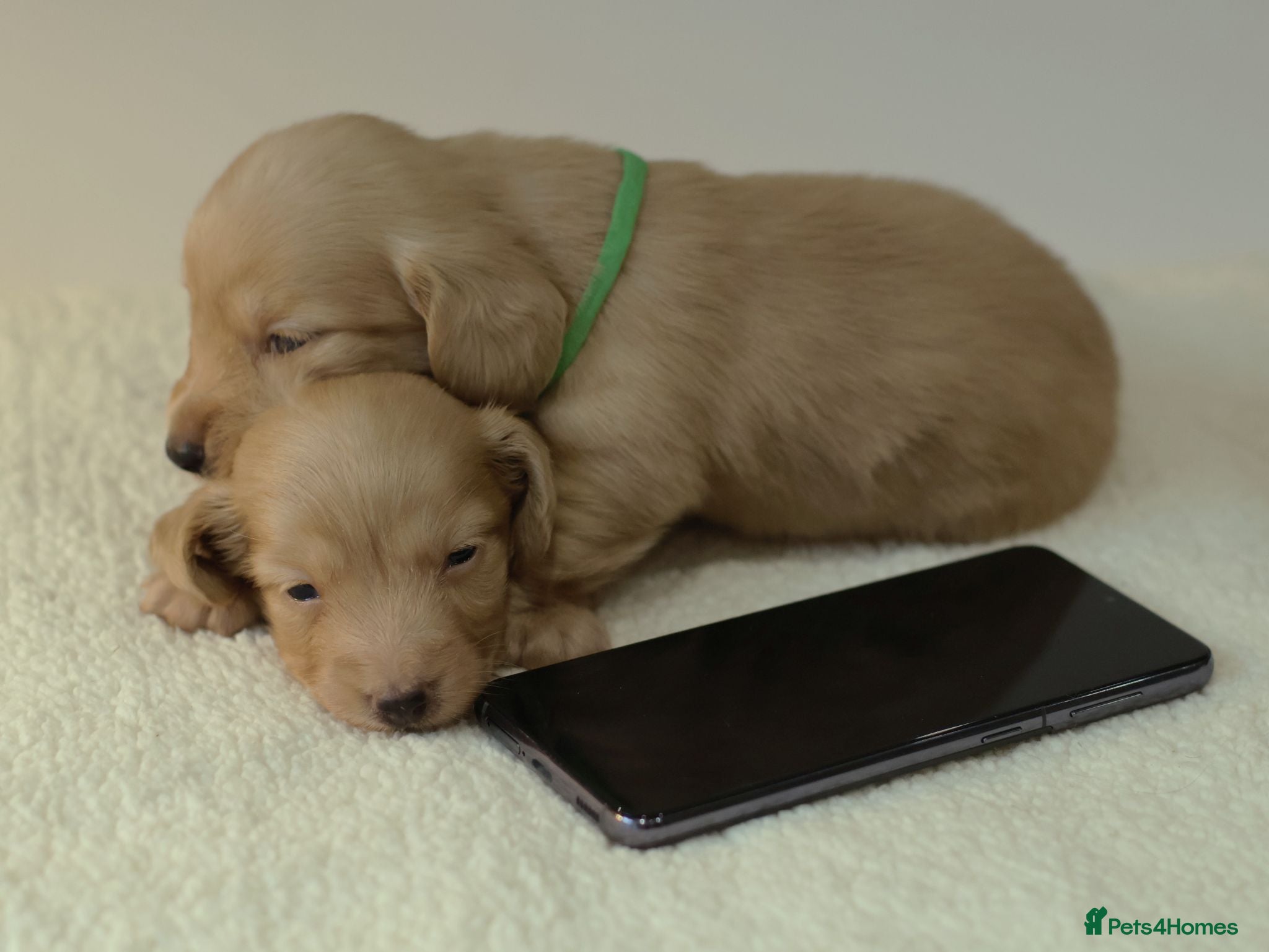 Miniature Dachshund dogs 5*Licensed+CREAM+LONGHAIR+Kc+PRACLEAR+VetChecked - Advert 1