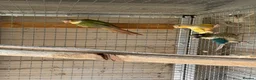 Conures birds for sale: 3 proven male conures  - Advert 2