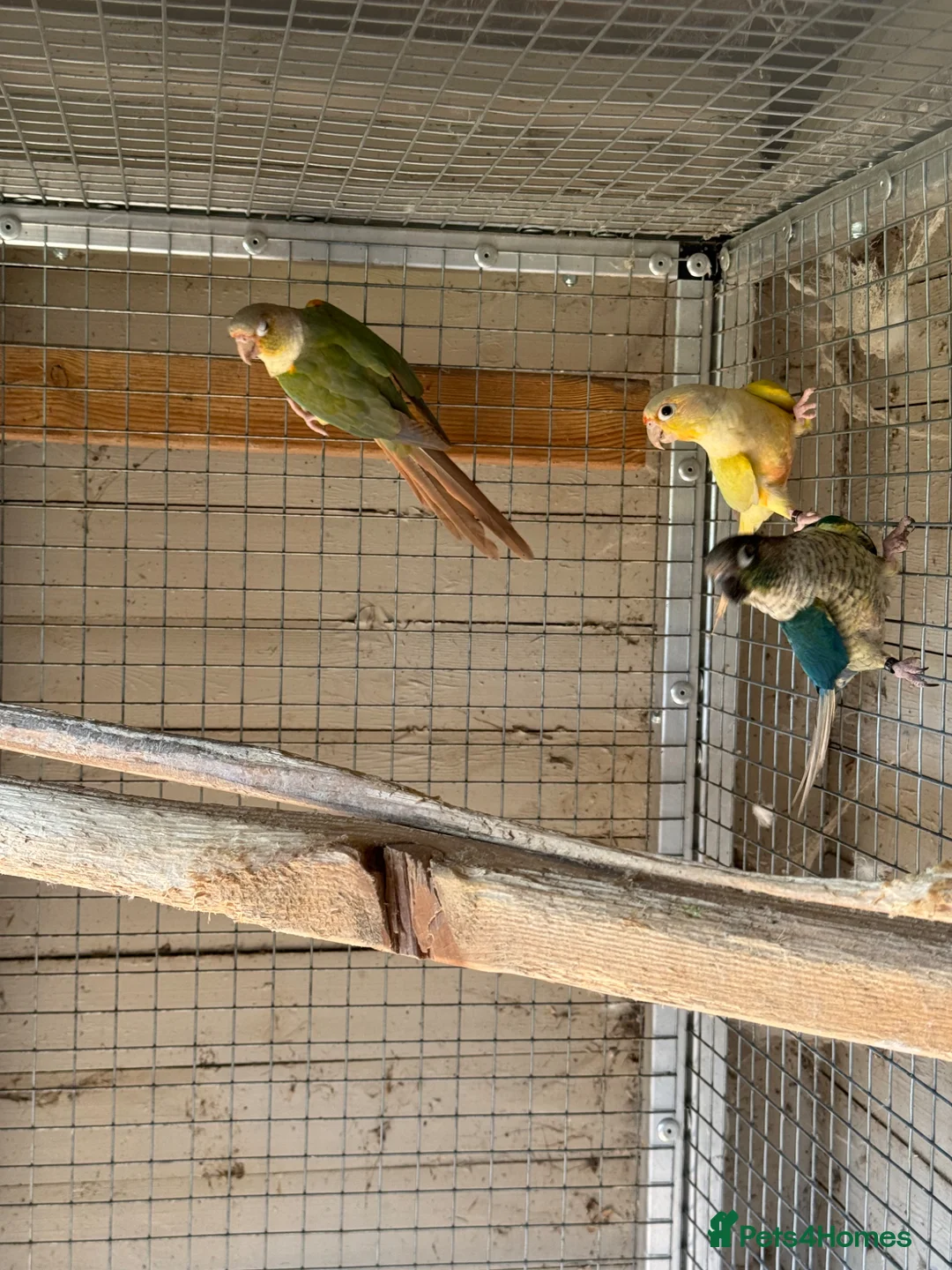 Conures birds for sale: 3 proven male conures  - Advert 2