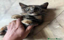 British Shorthair cats for sale: PURE BSH KITTENS READY NOW! - Image 28