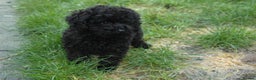 Toy Poodle dogs for sale: Toy Poodle (1 boy left to find their home) - Advert 6