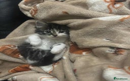 Mixed Breed cats for sale: gorgeous mixed breed kittens  - Image 4