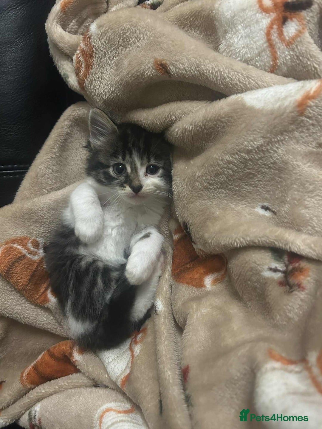 Mixed Breed cats for sale: gorgeous mixed breed kittens  - Image 4