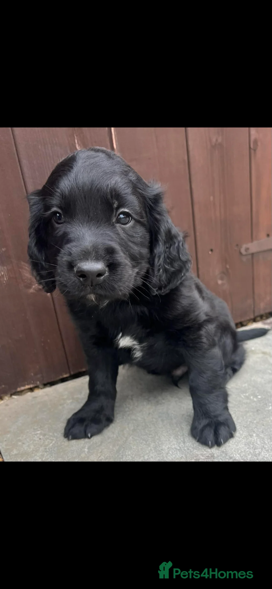 Cocker Spaniel dogs for sale: Two  beautiful boys cocker spaniels - Advert 2