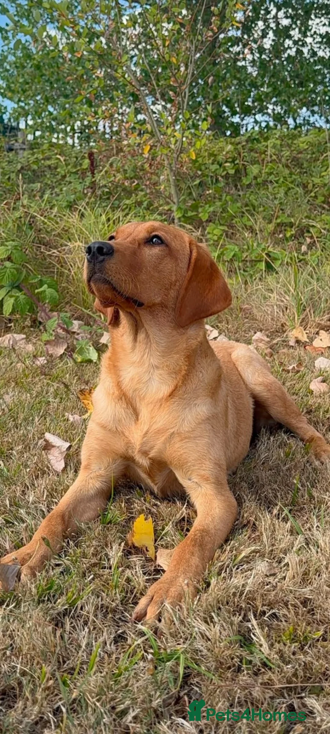 Labrador Retriever dogs for sale: 5 and half month stunning lab bitch  in Coventry - Advert 2