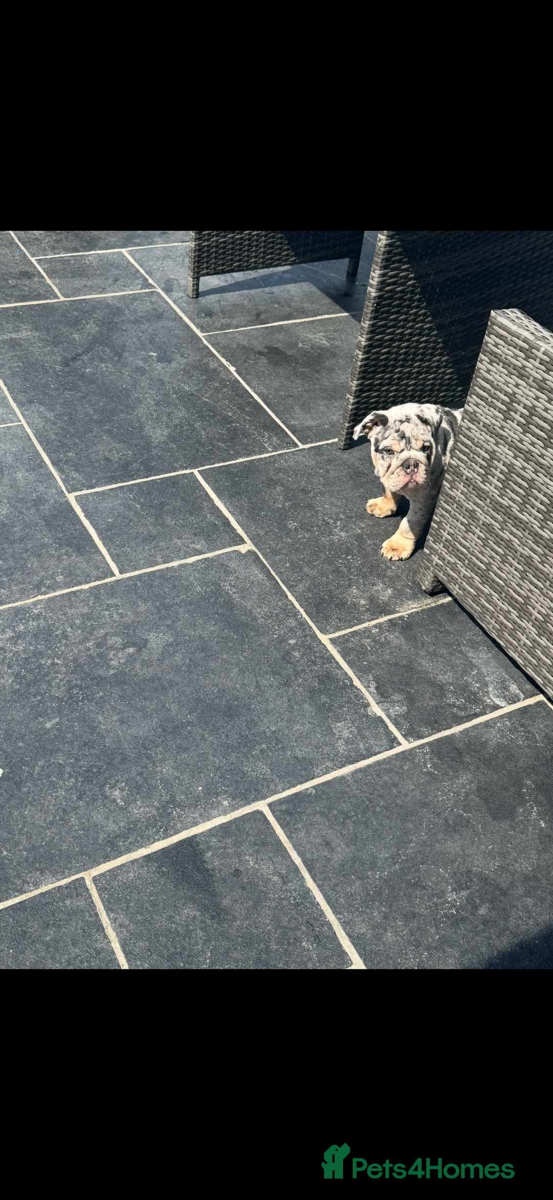 English Bulldog dogs for sale: Grey Merle male english bulldog puppy - Image 32