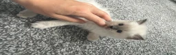 Ragdoll cats for sale: Kitten Ragdoll cat blue point  - Advert 12