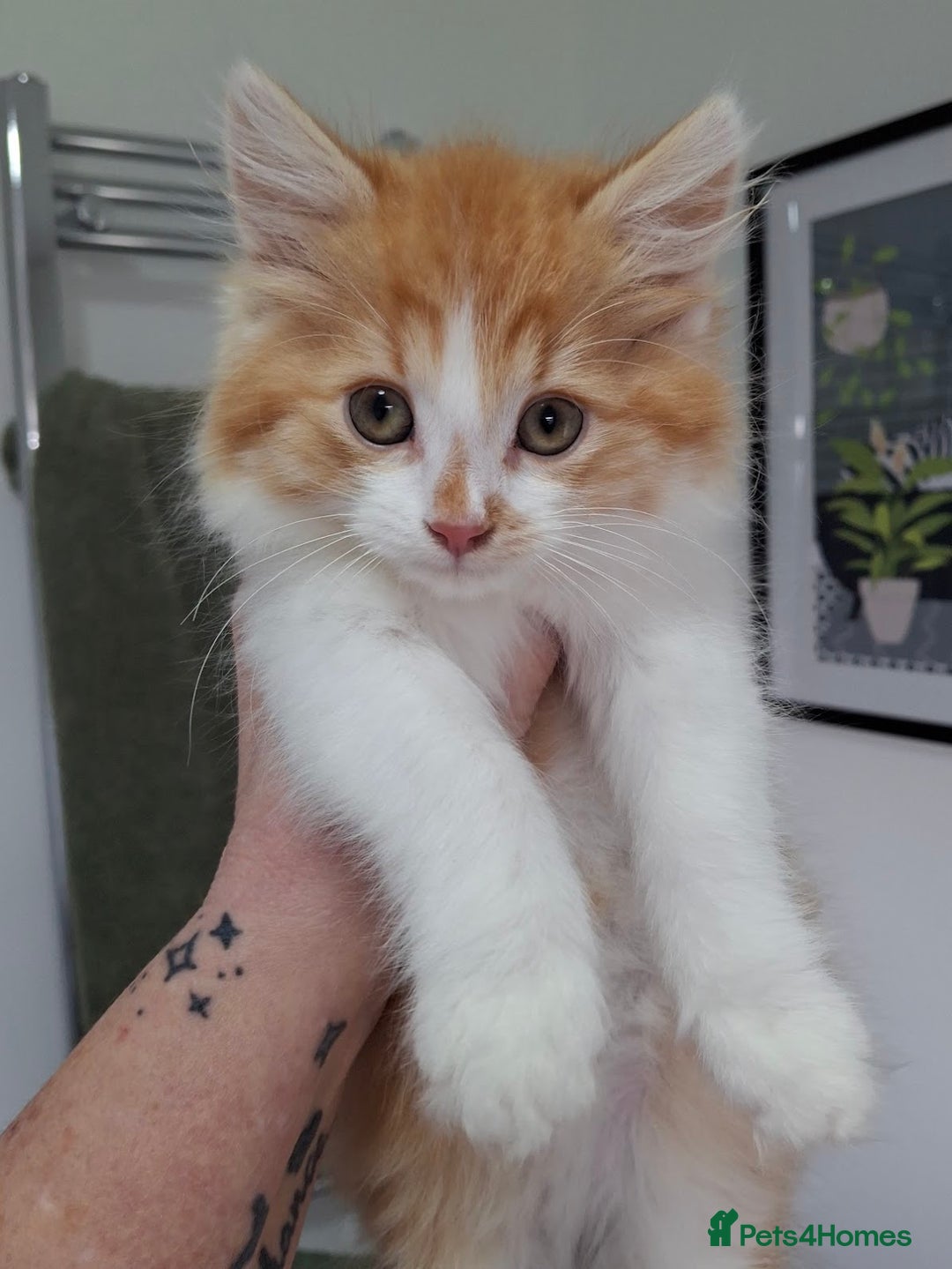 Maine Coon cats for sale: Beautiful Part Maine Coon/Ragdoll Long Haired Male - Advert 1