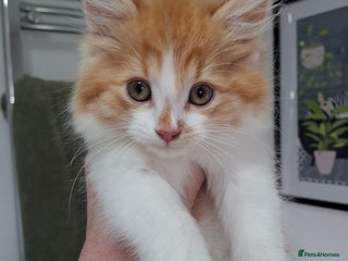 Maine Coon cats Beautiful Part Maine Coon/Ragdoll Long Haired Male - Advert 1